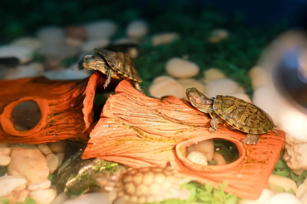 Movers in Mobile Alabama Explain Stresses Turtles Experience During a Move