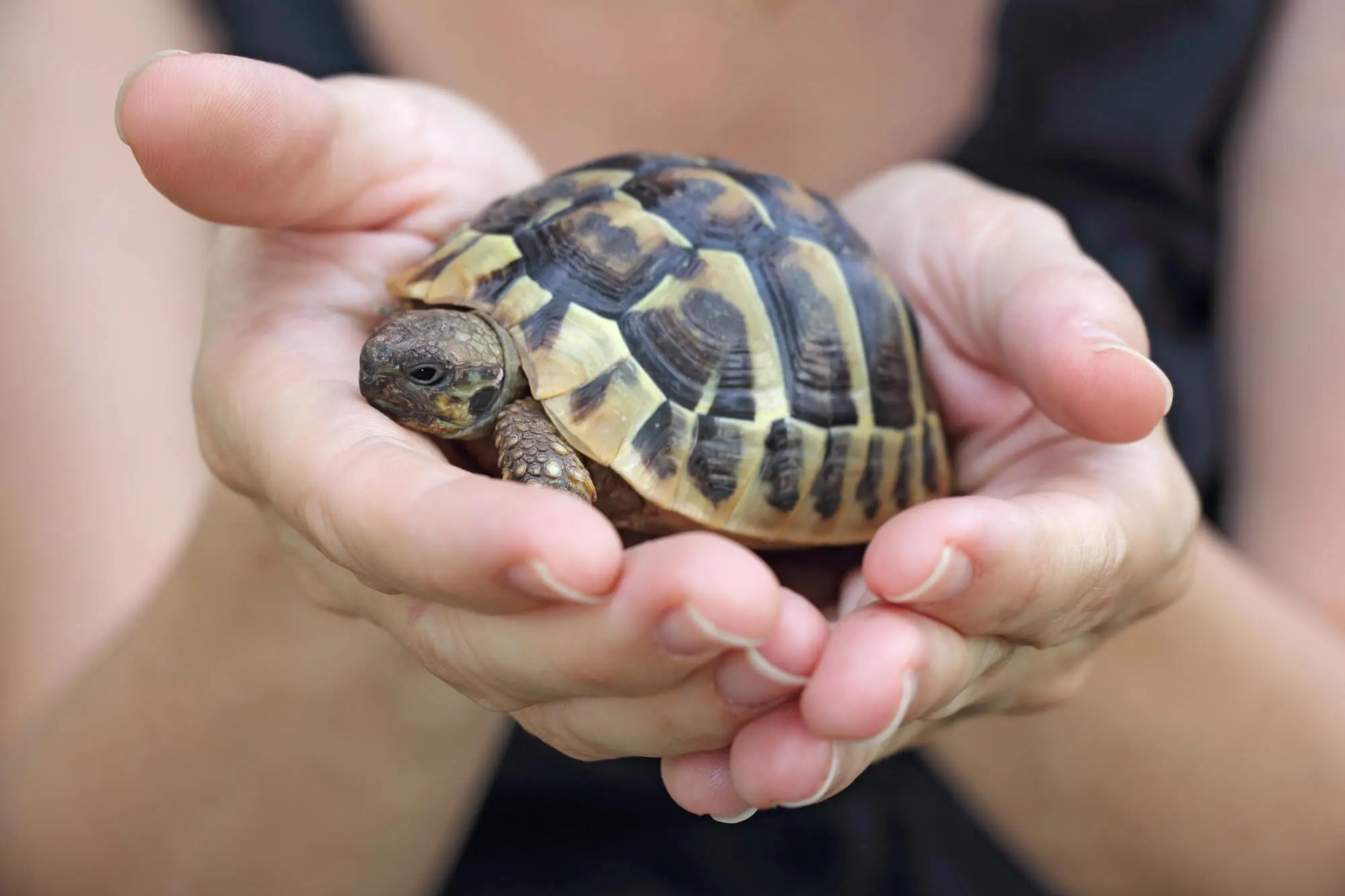 Do Turtles Get Stressed by Moving? Yes, And Here's How to Avoid It ...