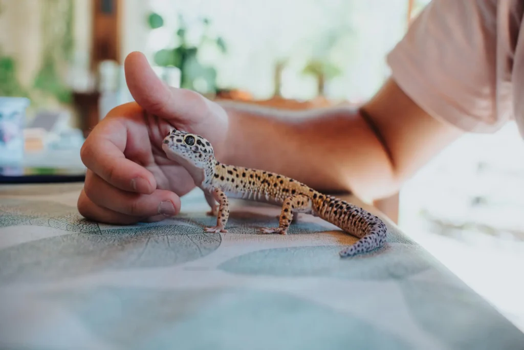 Pet-Friendly-Movers-in-Columbus